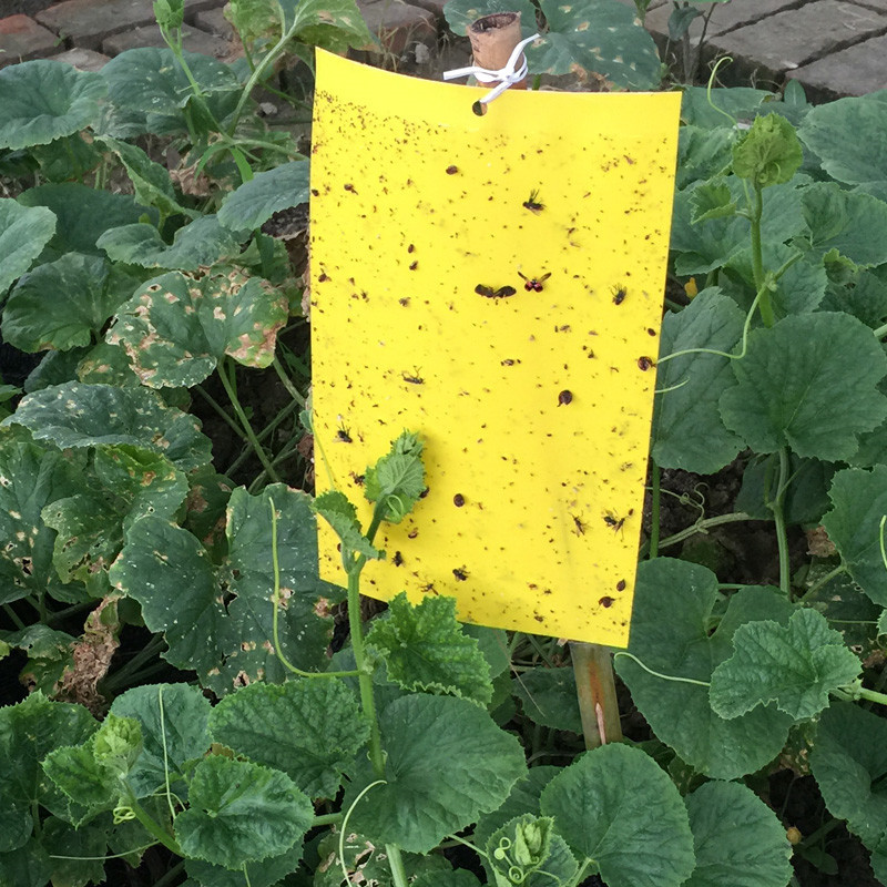 诱虫板粘虫板黄板双面诱捕器果园苍蝇大棚小飞虫蓟马农用蓝板,农机/农具/农膜,农用灭虫板/诱虫板,淘宝优惠券,粉丝福利购,淘宝优惠卷