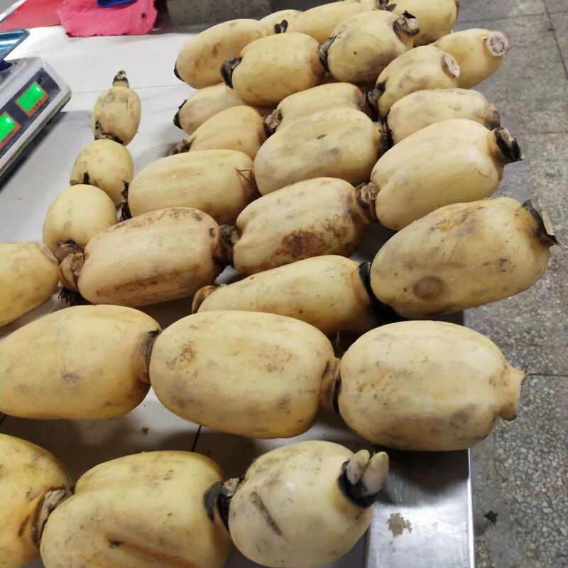 新鲜莲藕生莲藕2500g煲汤粉藕新鲜现挖特产桂花糯米糖藕莲红连藕