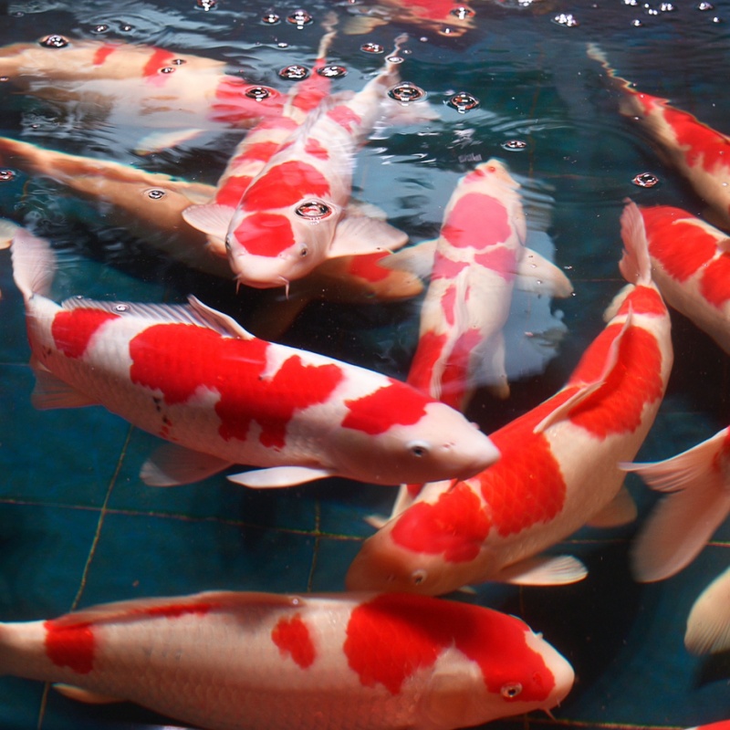 日本纯种锦鲤活鱼大型红白昭和