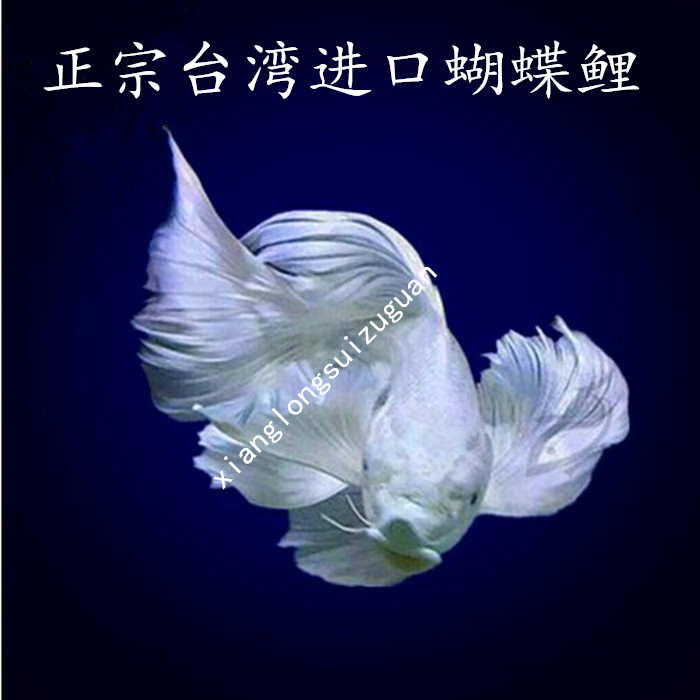 正宗台湾蝴蝶鲤龙鲤鱼观赏鱼龙凤锦鲤鱼白金龙凤龙冷水鱼活体包邮