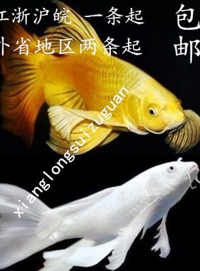 冷水观赏鱼锦鲤活鱼纯种龙凤锦鲤黄金白金发财鱼好养易活金鱼包邮