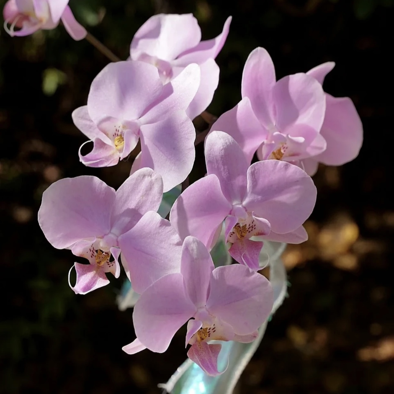 【粉月亮】2.8寸苗 没花没梗 室内温馨高颜值花朵 鲜花速递/花卉仿真/绿植园艺 国兰/杂交兰/洋兰类 原图主图