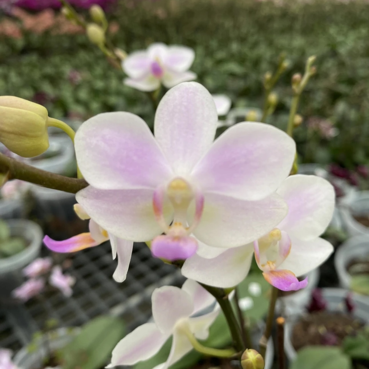 【残雪】2.8寸苗 仅苗没花没梗 简单好养活 蝴蝶兰基地直发