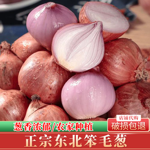 东北特产毛葱自种正宗笨毛葱小毛葱蘸酱毛葱大毛葱头新鲜珠葱包邮