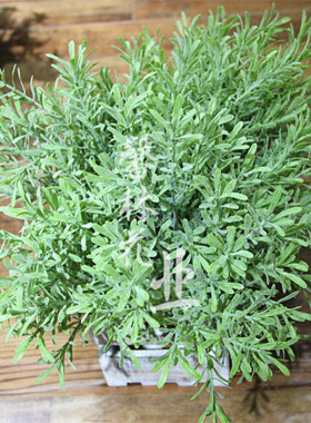 仿真植物拍摄道具插花