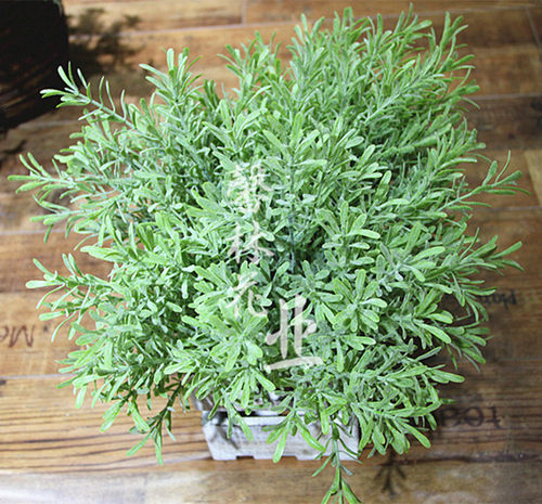 仿真植物拍摄道具插花
