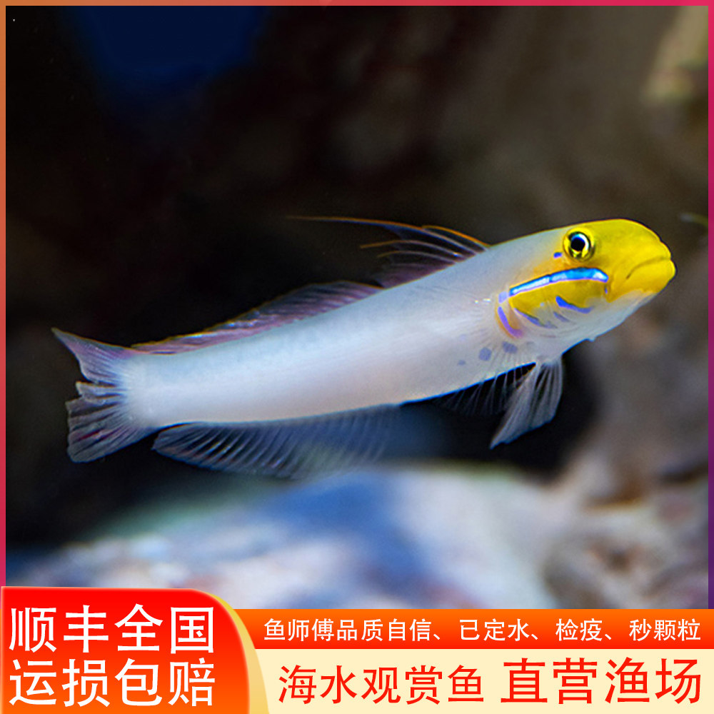 金头虾虎海水鱼活体黄金虾虎 虾虎 钻石哨兵小丑虾虎翻砂吃藻