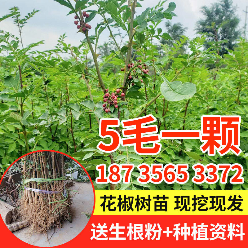 花椒树苗无刺大红袍花椒树苗高产狮子头花椒苗四川青麻椒树苗包邮