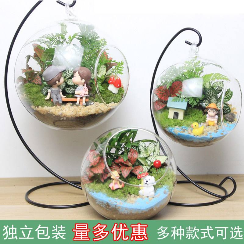 包邮苔藓微景观生态瓶创意办公室小盆栽迷你植物玻璃盆景diy绿植