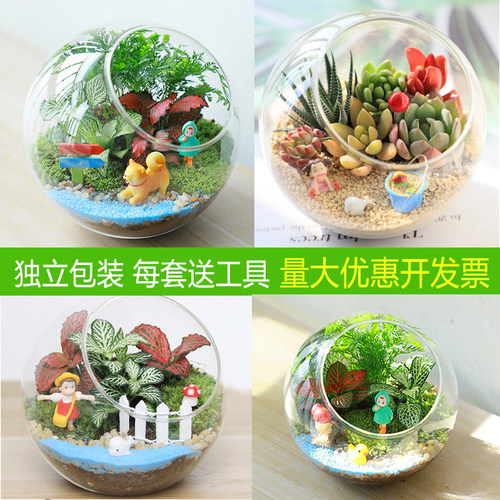 苔藓微景观DIY材料包可开发票