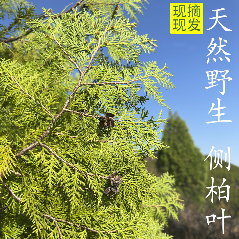 秦岭野生新鲜侧柏叶现采现发50年老树阴干侧柏叶可打粉洗发乌发
