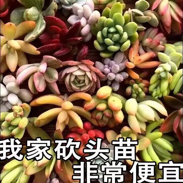 多肉植物无根砍头苗吉娃娃吸财树橙梦露冰玉新手套餐60棵