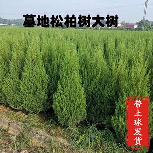 塔柏树苗柏树树苗侧柏树苗扁柏苗圆柏松树苗龙柏树苗陵园柏树松树