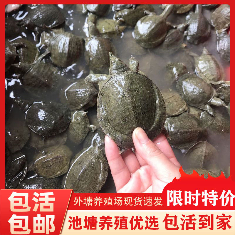 100只大甲鱼苗活体批发中华鳖小甲鱼水鱼团鱼王八苗养殖鱼苗鳖苗