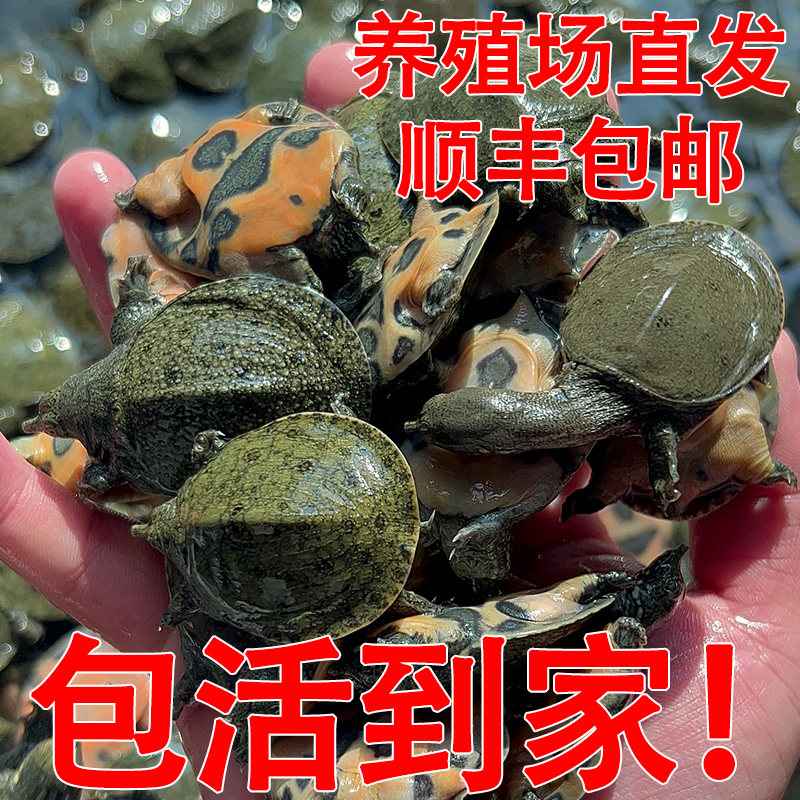 甲鱼苗活体中华鳖苗甲鱼苗100只