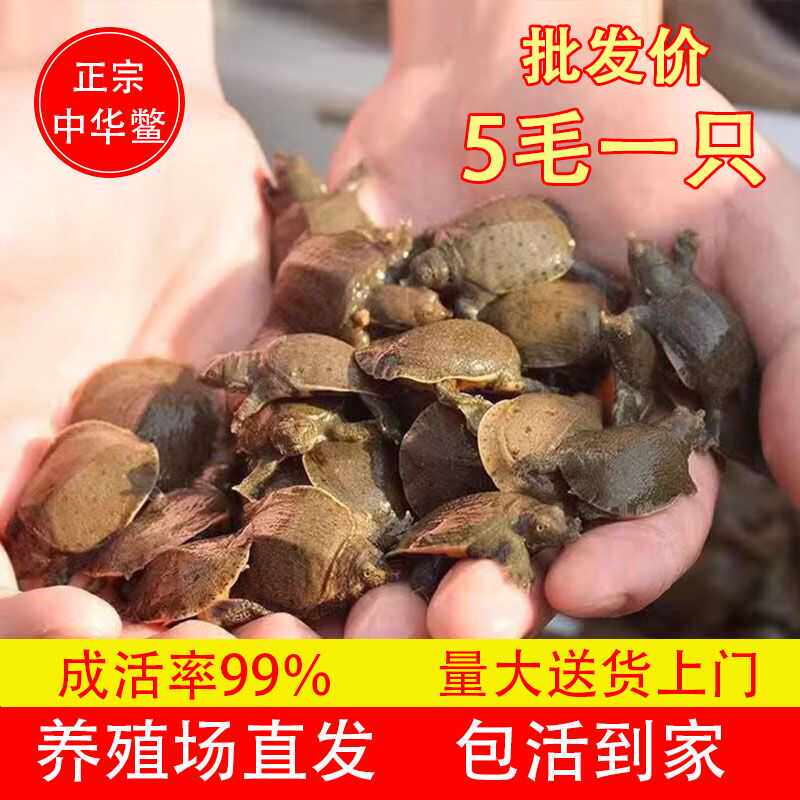 甲鱼苗批发基地直发小甲鱼中华鳖