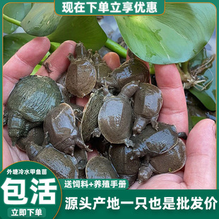 鲜活小甲鱼苗外塘养殖甲鱼团鱼苗水鱼王八苗中华鳖苗活体甲鱼大苗