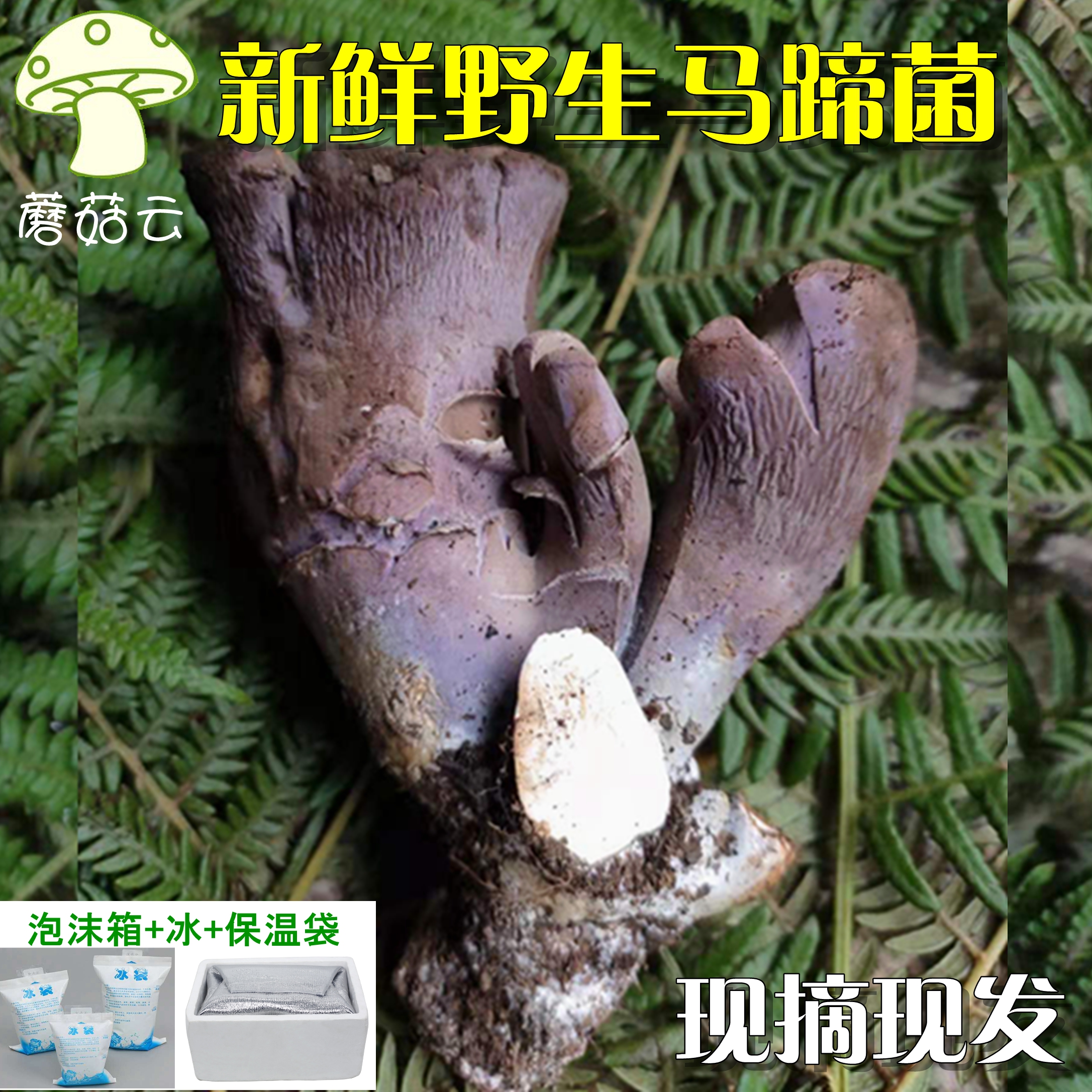 云南新鲜野生马蹄菌非青头菌 绿蘑菇鸡枞鸡油菌松树奶浆菌4份包邮
