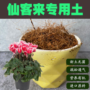 仙客来专用土蝶衣花盆栽营养土酸性沙质椰糠泥炭土花卉绿植种植肥