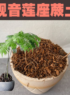 观音莲座蕨土盆栽专用营养土