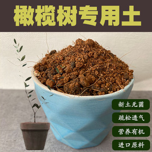 橄榄树专用土油橄榄树盆栽客厅绿植营养土庭院沙质泥炭土壤种植肥
