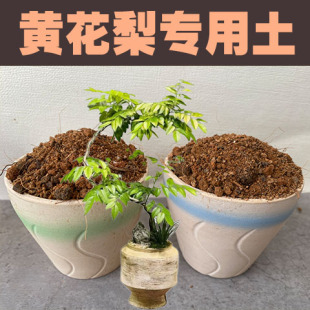 黄花梨专用土黄花梨盆栽营养土酸性沙质土壤绿植种植泥土肥料有机