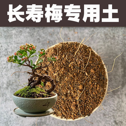 长寿梅专用土日本盆景营养土酸性沙质红土壤盆栽花卉种植老桩肥料