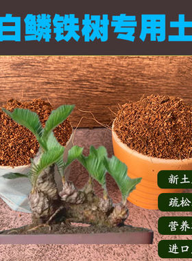 润土堂白鳞铁树沙质土盆栽营养土