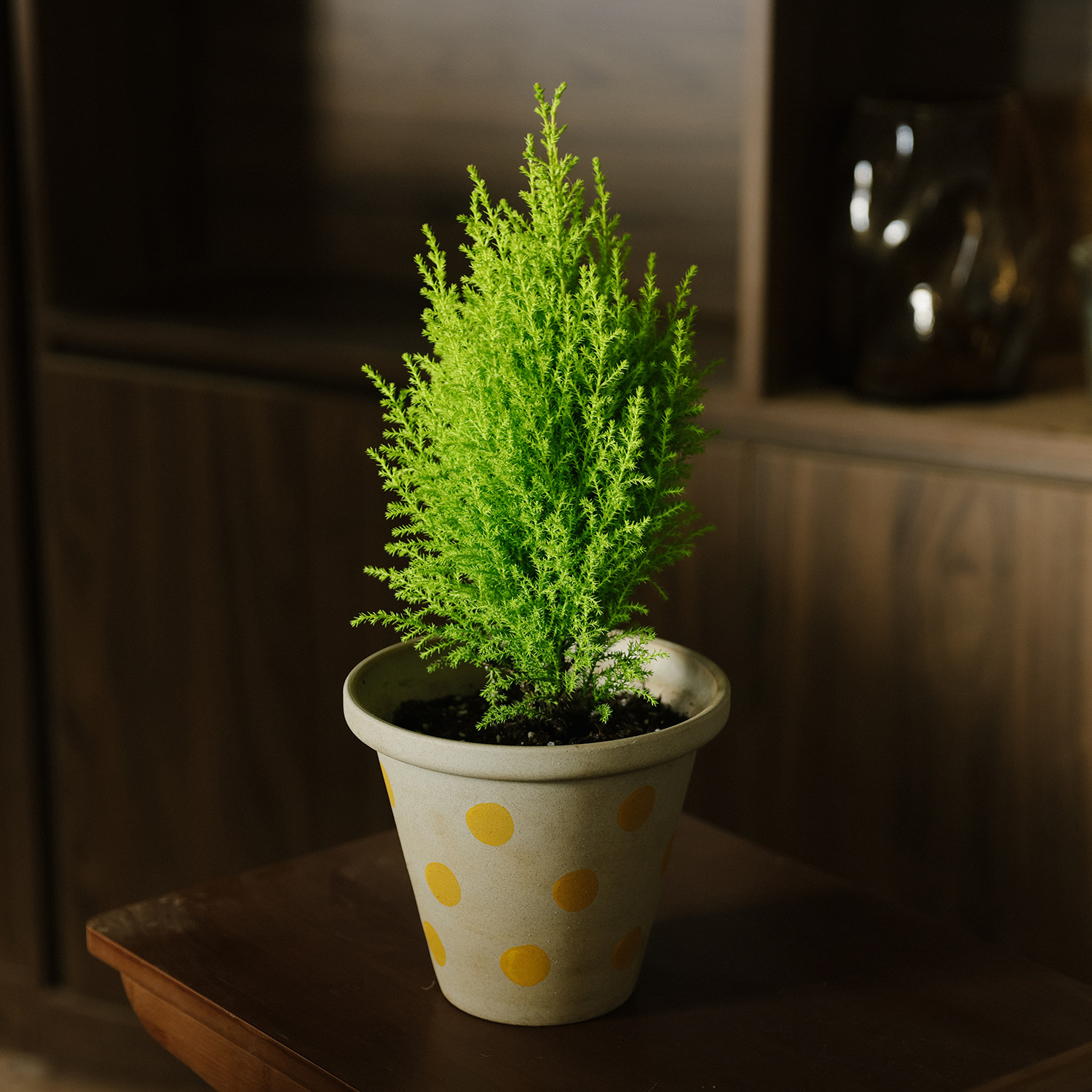 冬日小盆栽 | 小香松 童话树银水滴苹果桉盆栽露天种植可花园地栽,鲜花速递/花卉仿真/绿植园艺,绿植,淘宝优惠券,粉丝福利购,淘宝优惠卷