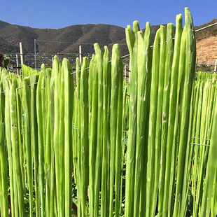 乐作|精选高原贡菜干 自然晒干翠绿 无染色凉拌炒食火锅菜200克