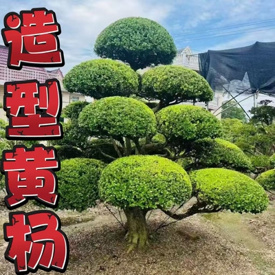 小叶瓜子黄杨苗独杆造型树苗庭院