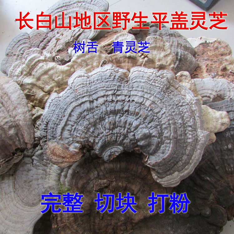 平盖灵芝 东北长白山野生青灵芝树舌大个500克正品灵芝片粉整枝