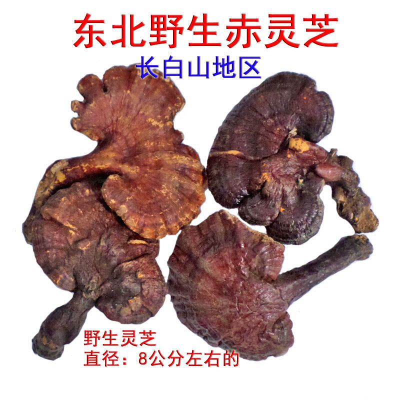 东北野生灵芝山区天然赤灵芝