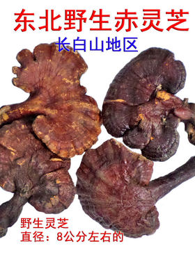 东北野生灵芝山区天然赤灵芝