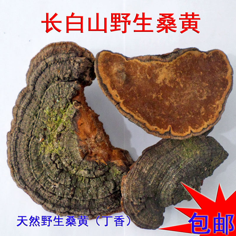 桑黄 东北长白山野生桑黄 正品暴马丁香桑黄茶灵芝切片打粉500克