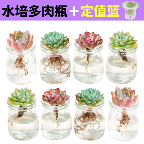 水培多肉植物玻璃瓶套装组合盆栽