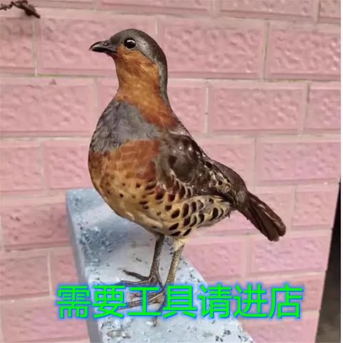 精品户外仿真竹鸡标本假媒摆件