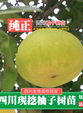四川香甜柚子苗红心柚子树沙田柚