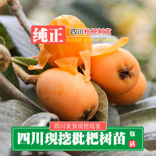 四川大五星枇杷苗枇杷树白沙枇杷苗枇杷树苗枇杷树果苗枇杷苗树苗