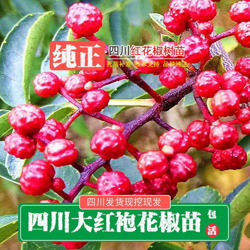 四川汉源大红袍花椒麻椒花椒树苗