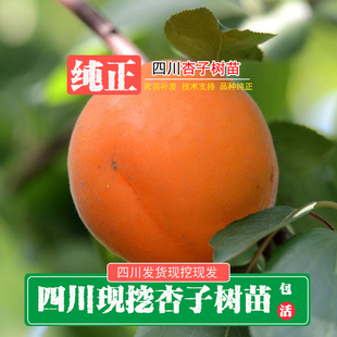 四川新鲜现挖凯特杏子树苗金太阳杏子苗杏子树甜杏苗特大杏子树苗