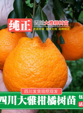 四川新鲜现挖嫁接柑树苗
