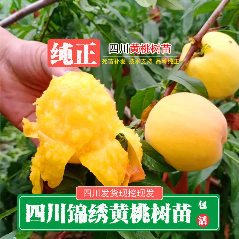 四川黄桃树苗黄桃苗锦绣黄桃树苗新品种特大黄桃嫁接苗黄桃苗果树