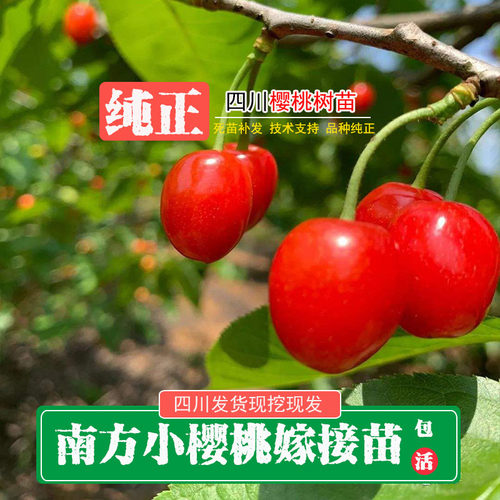 现挖玛瑙红红妃樱桃苗南北种植