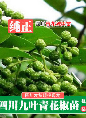 四川新鲜现挖九叶青麻椒花椒苗