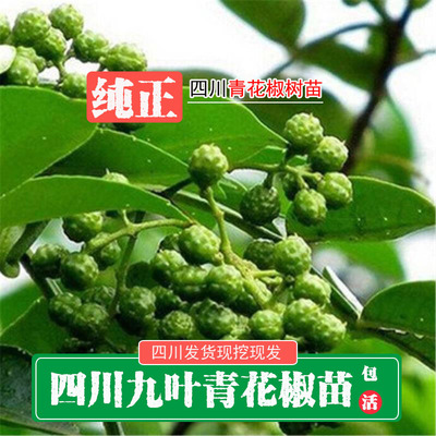 四川新鲜现挖九叶青麻椒花椒苗