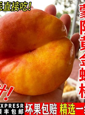 蒙阴彩虹黄油蟠桃黄蟠桃新鲜时令水果山东黄油桃孕妇整箱脆甜爆汁