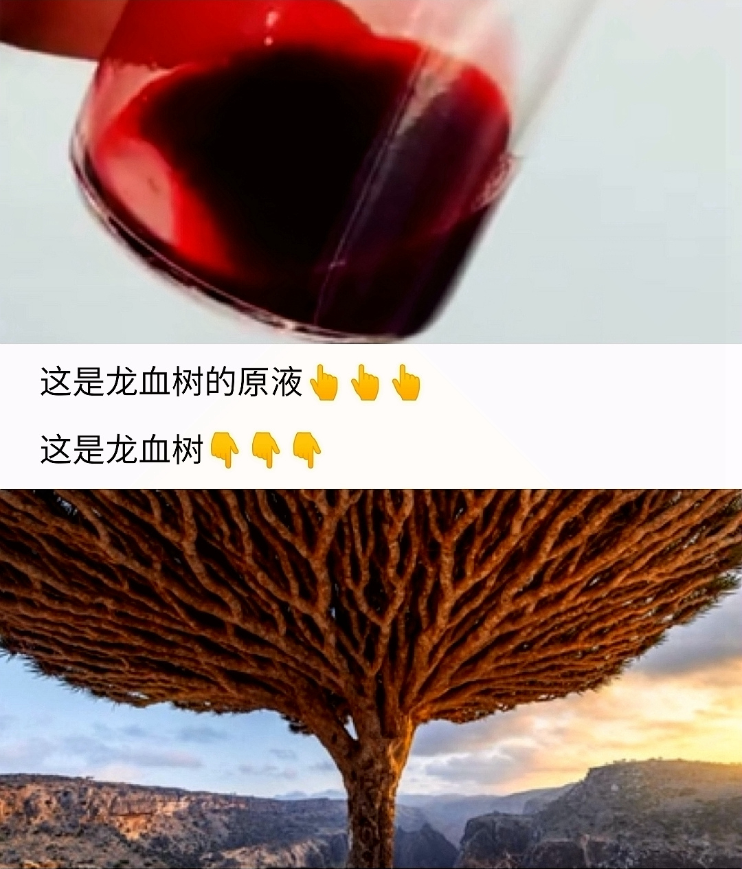 海伦珍选龙血树2.0版本可定制