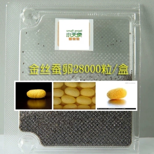 金丝蚕卵盒装28000粒蚕宝宝孵化用包邮