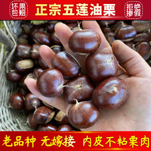 2025年自然熟山东五莲山板栗野生新鲜板栗生栗子油板栗笨栗光栗子